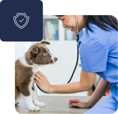 business-solutions-for-vets