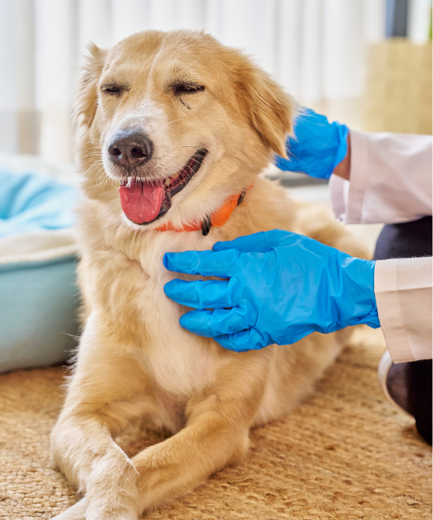 crm-solution-for-vets