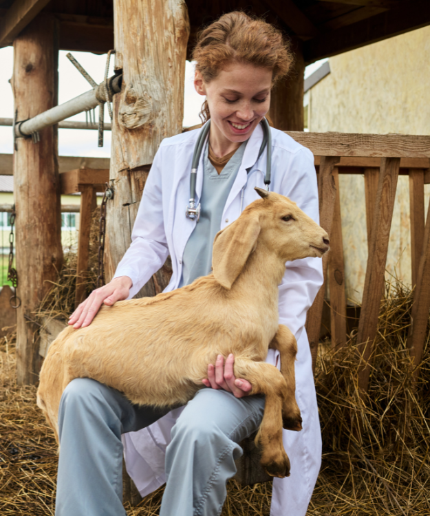 erp-solution-for-vets