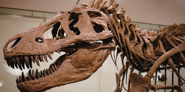 Dynamics-365-CRM-for-museums