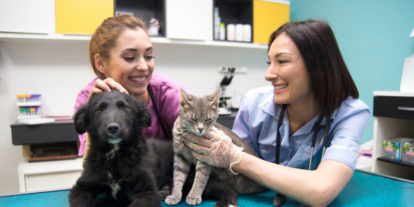 Dynamics-365-CRM-for-vets