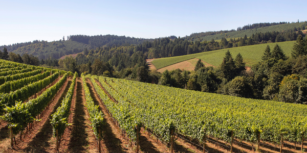 Dynamics-365-CRM-for-wineries