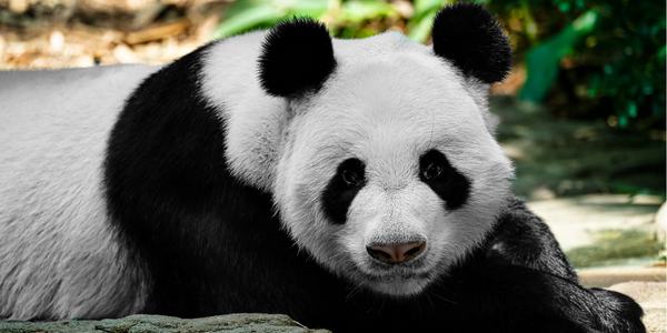 Dynamics-365-CRM-for-zoos